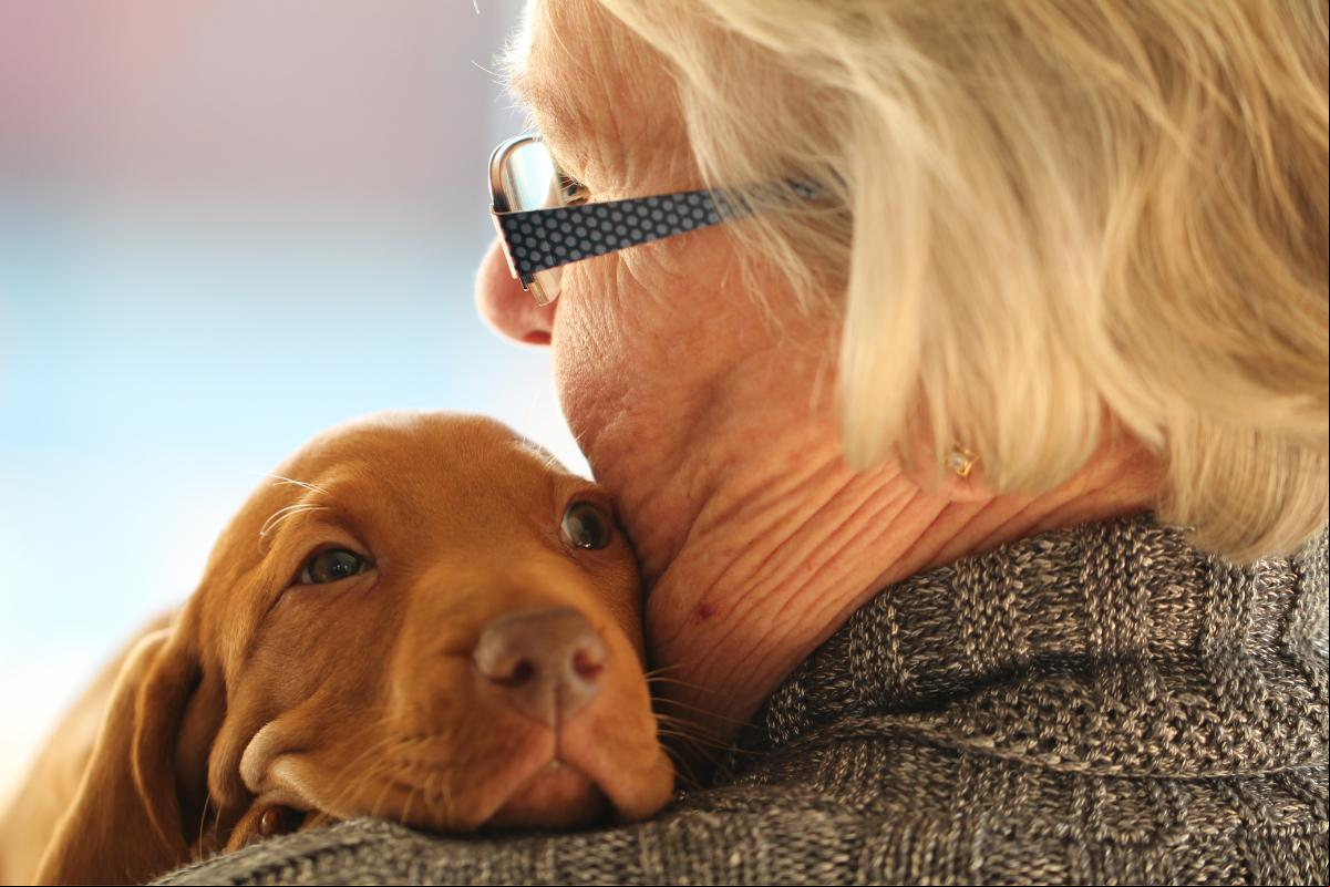 Animal de assistencia emocional Um cão ao colo de uma senhora de idade